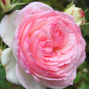 100-400 cm - Ruža - Eden Rose® - 